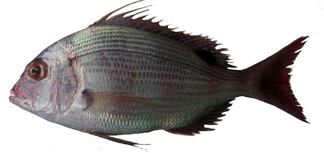 Dentex canariensis_01.jpg